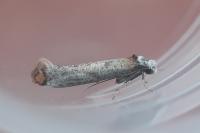 Pseudoswammerdamia combinella