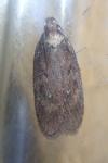 Depressaria albipunctella