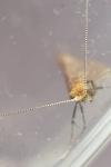 Nematopogon adansoniella