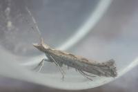 Plutella xylostella