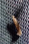 Plutella xylostella