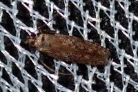 Carpatolechia