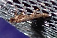 Carpatolechia