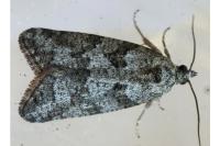 Cnephasia