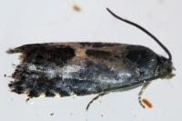 Dichrorampha
