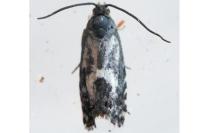 Dichrorampha