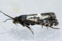 Dichrorampha