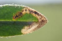 Mompha miscella