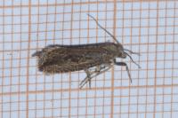 Bactra robustana