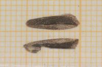 Bactra robustana