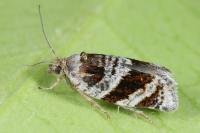 Philedonides lunana