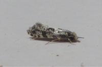 Nemapogon granellus
