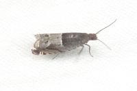 Ancylis sparulana