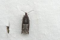 Ancylis sparulana