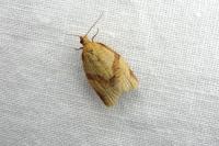 Clepsis consimilana