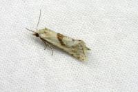 Cochylimorpha straminea/alternana