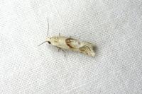 Cochylimorpha straminea/alternana