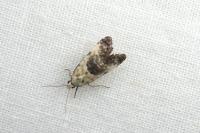 Pontoturania posterana