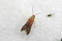 Metzneria aprilella