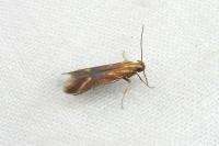 Metzneria aprilella