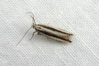 Mirificarma interrupta