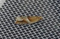 Ancylis comptana
