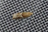 Ancylis comptana