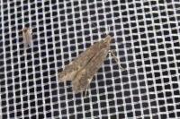 Aproaerema anthyllidella
