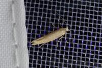 Argyresthia praecocella