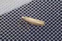 Argyresthia praecocella