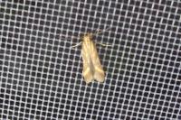 Metzneria aprilella