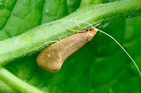 Nematopogon swammerdamella