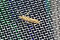Pyroderces argyrogrammos