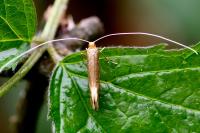 Nematopogon swammerdamella