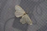 Rebelia plumella surientella