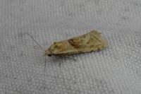 Cochylimorpha straminea