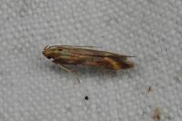 Metzneria aprilella