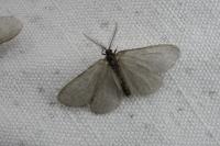 Rebelia plumella surientella