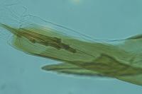 Cydia ilipulana
