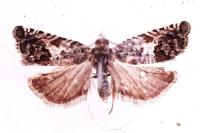 Cydia ilipulana