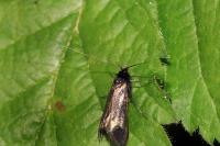Adela reaumurella