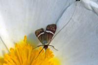 Adela australis