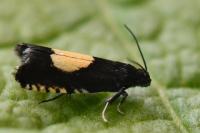 Pammene trauniana