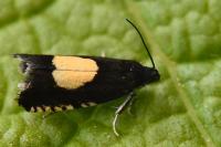Pammene trauniana