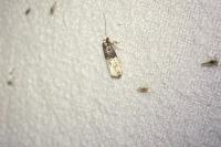 Trichophaga bipartitella