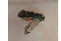 Incurvaria masculella