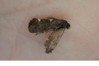 Incurvaria masculella