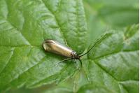 Adela reaumurella