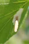 Coleophora serratella