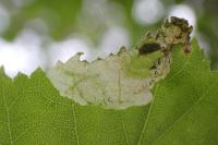 Eriocrania cicatricella